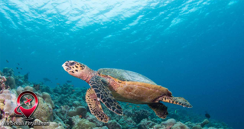 Maladewa: Wisata Bahari yang Mengagumkan