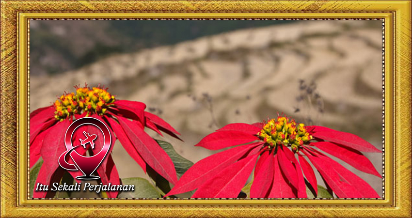 Menemukan Keindahan Flora di Bhutan