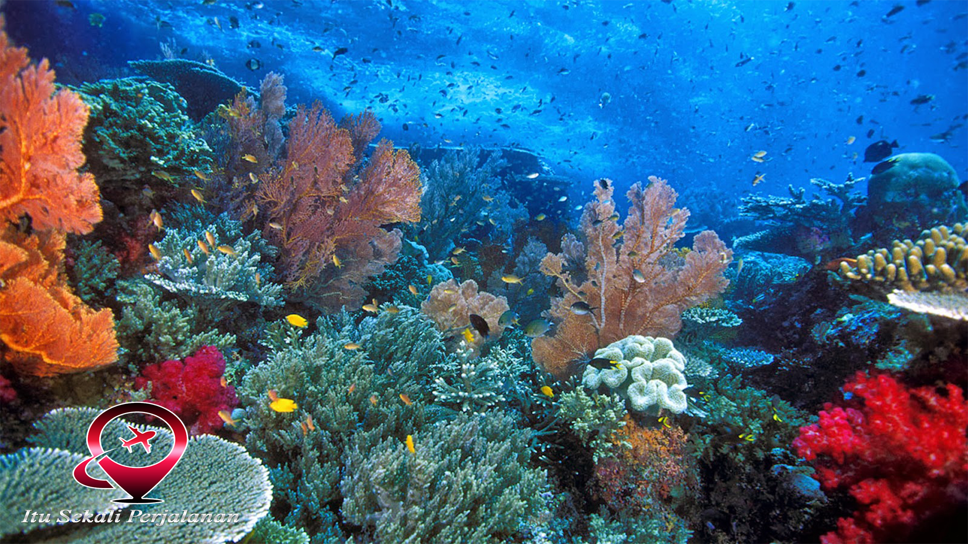 Jamaika: Menyelami Keindahan Bawah Laut